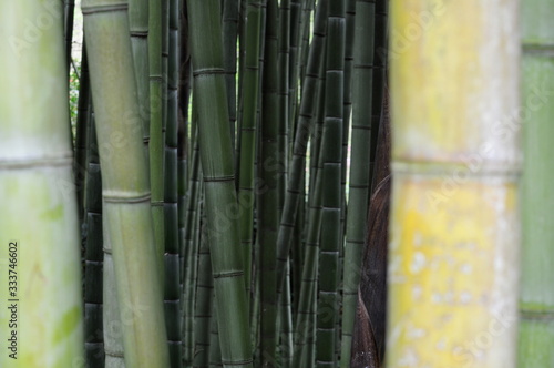 particolari di bambu