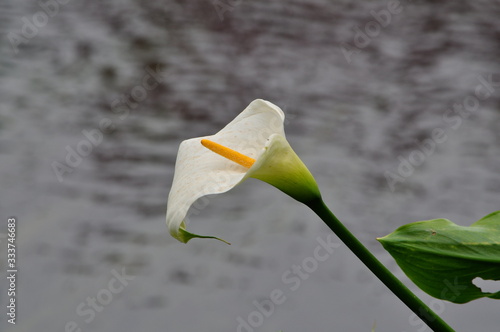 calla in acqua