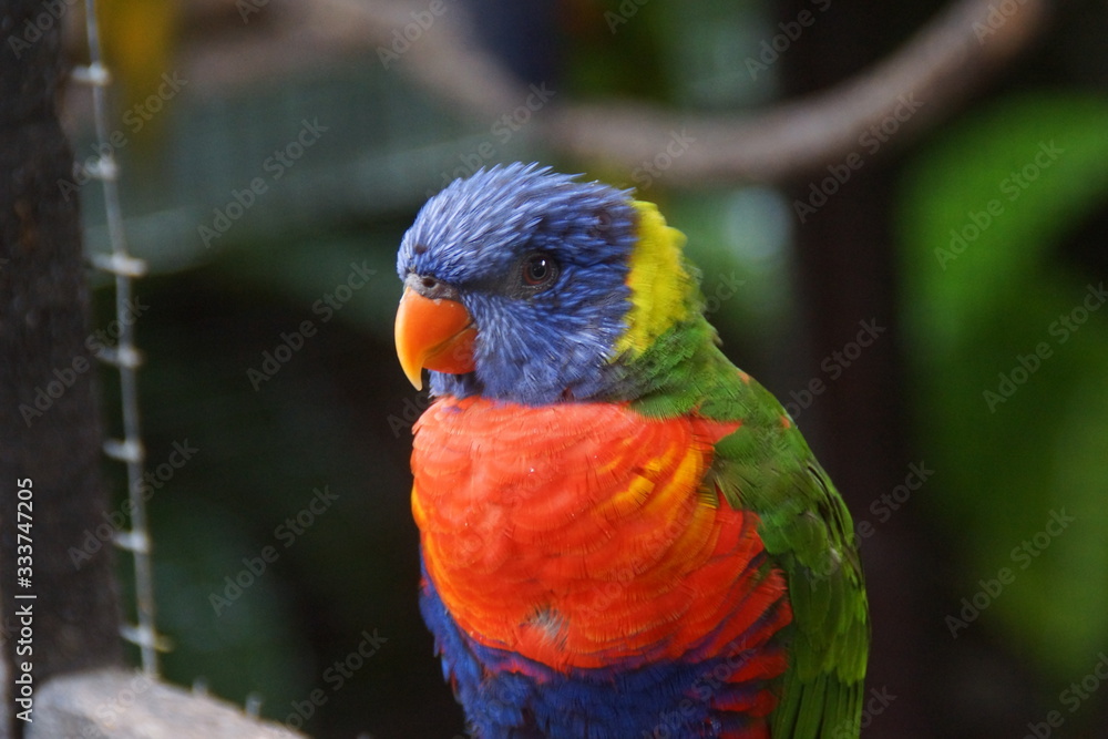 Naklejka premium oiseau perroquet ou perruche très colorée en Guadeloupe pays tropical