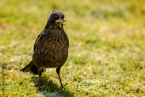 Close up of female Blackbird with beak full of worms and grubs photo