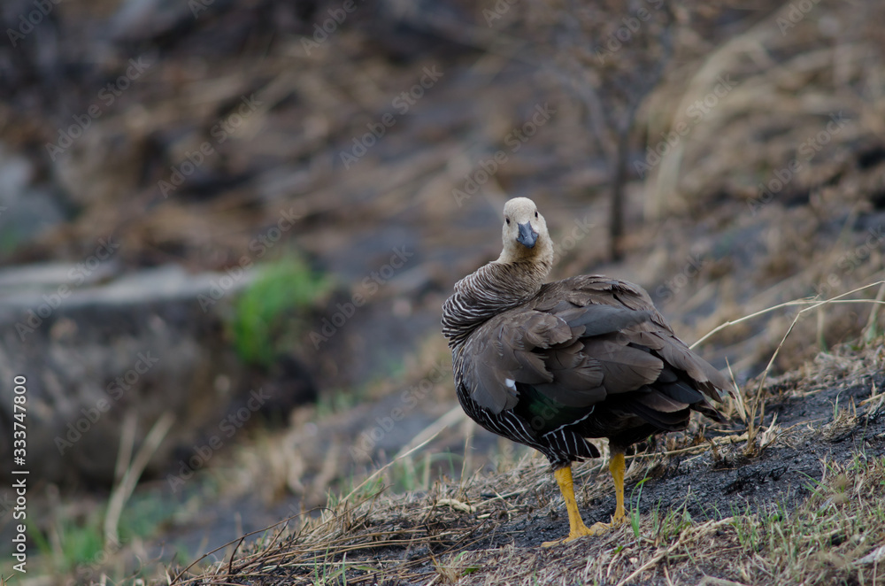 Upland goose in the Torres del Paine National Park. Upland goose in the Torres del Paine National Park.