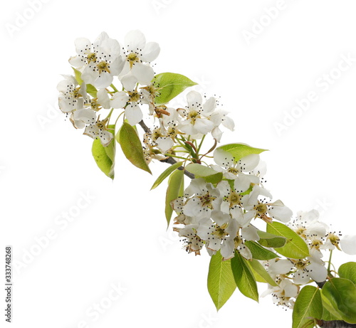 Blooming fruit tree flowers isolated on white background, with clipping path