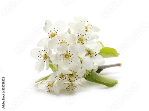 Fototapeta Naklejka Na Ścianę i Meble -  Blooming fruit tree flowers isolated on white background, with clipping path