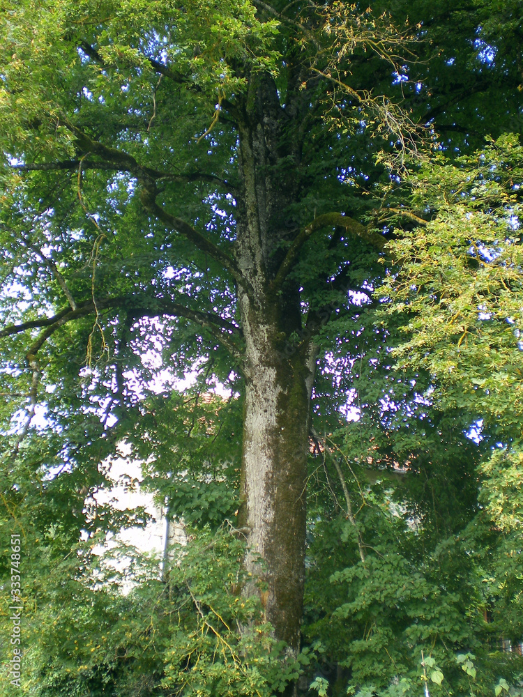 Fototapeta premium Beautiful old tree in a garden, with sun light