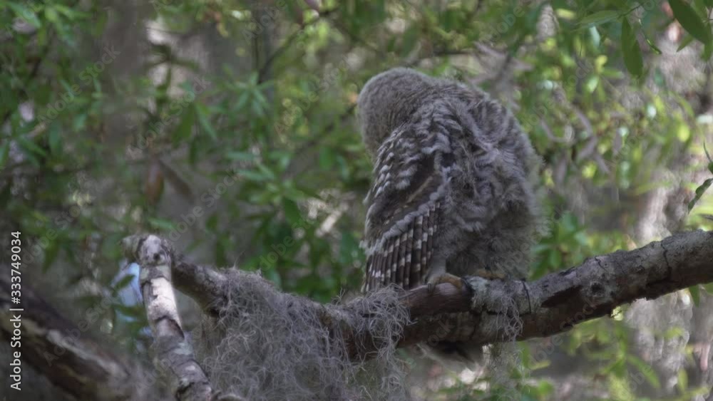 Cute baby owl preening feathers and bobbing head on tree in Orlando Florida Cute baby owl preening feathers and bobbing head on tree in Orlando Florida