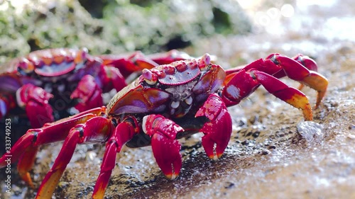 closeup of red Sally Lightfoot Crab feeding on black lava rock photo