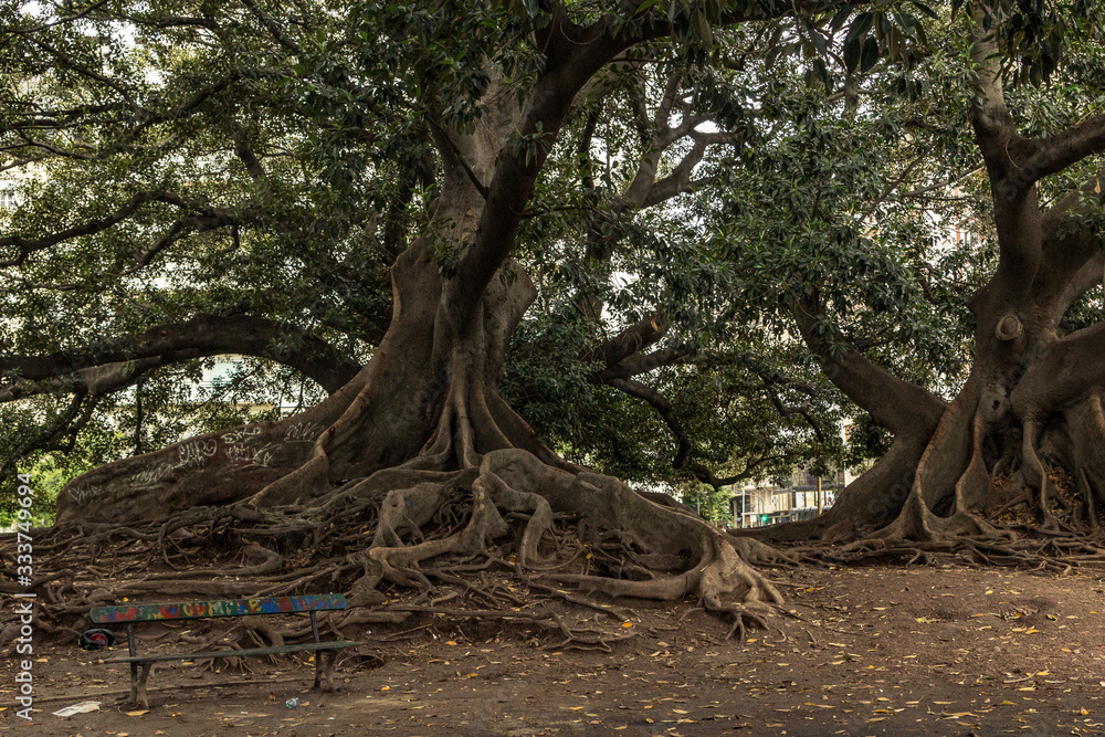 big old tree with roots in the park big old tree with roots in the park
