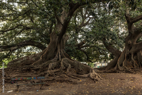 big old tree with roots in the park © Cesar