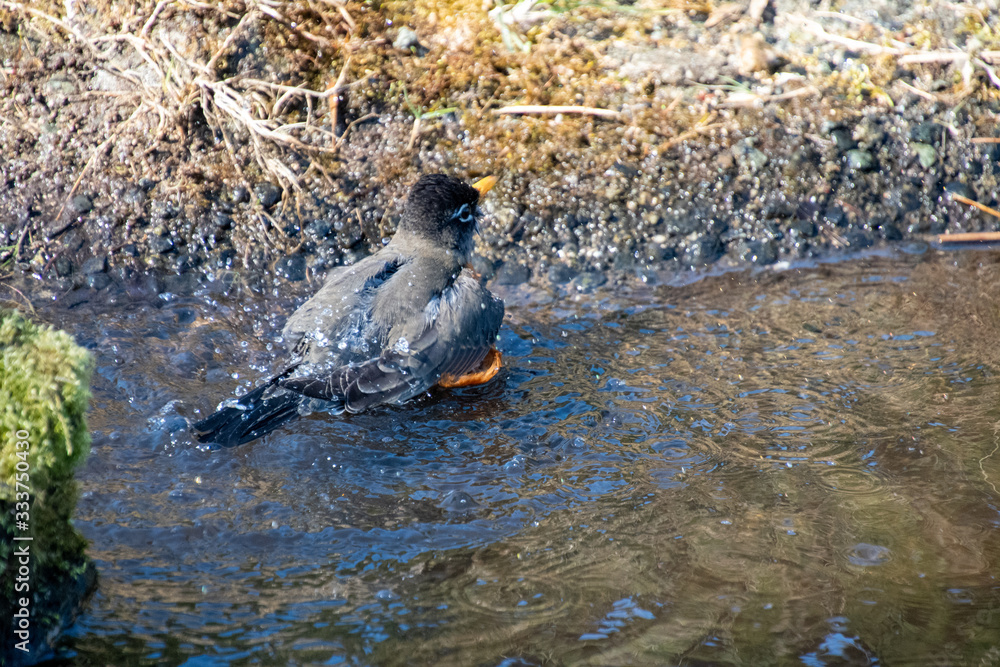 Fototapeta premium A picture of a American robin bathing in the creek. Vancouver BC Canada