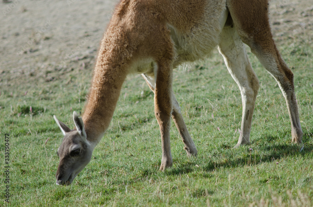 Guanaco Lama guanicoe grazing in the Torres del Paine National Park. Guanaco Lama guanicoe grazing in the Torres del Paine National Park.