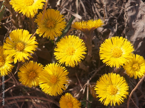 Yellow coltsfoot flowers bloom against the background of dry last year s grass. Buds of the first spring flowers.