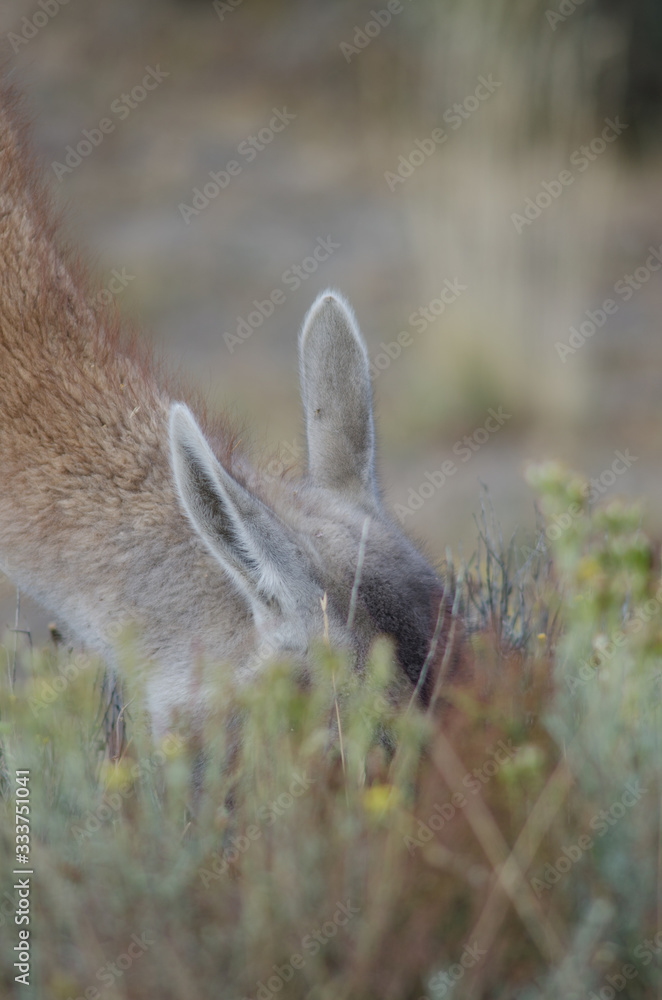 Detail of a guanaco Lama guanicoe grazing. Detail of a guanaco Lama guanicoe grazing.