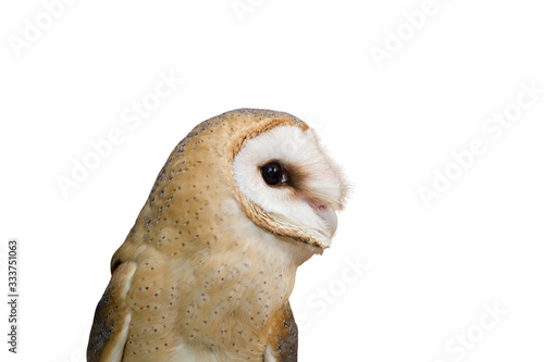 portrait of a young beautiful red owl barn owl (Tyto alba) close-up © tadoma