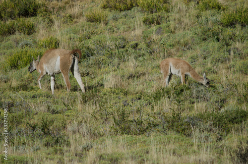 Female and cub of guanaco Lama guanicoe grazing.