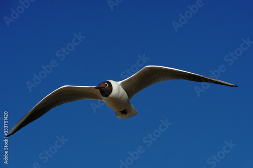 Flying seagull gliding in front of blue sky Cuxhaven