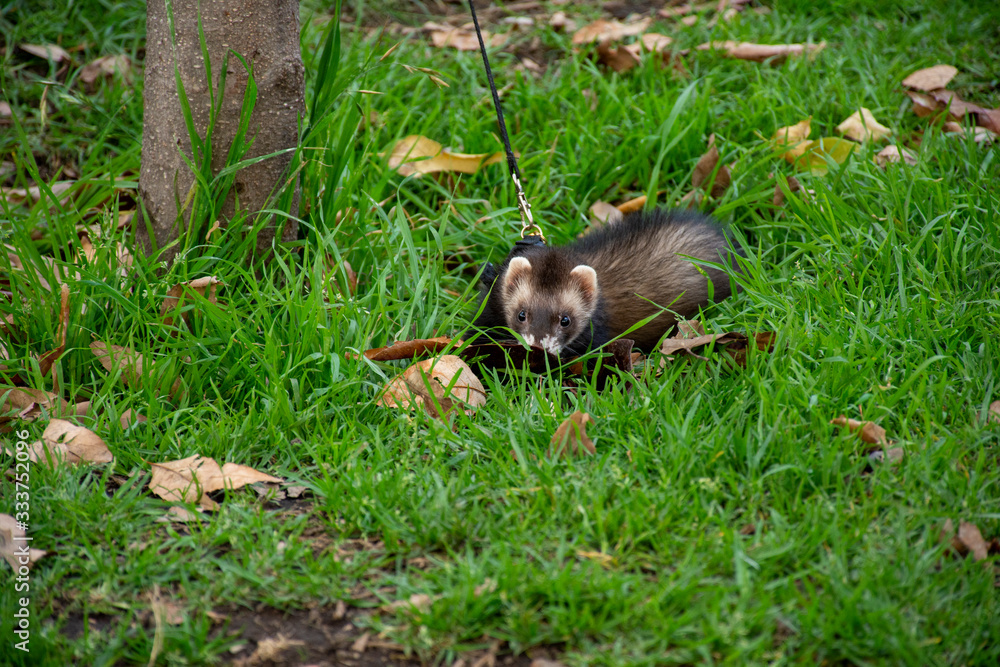 Hurón como mascota reposando en el pasto, amarrado con una correa. Hurón como mascota reposando en el pasto, amarrado con una correa.