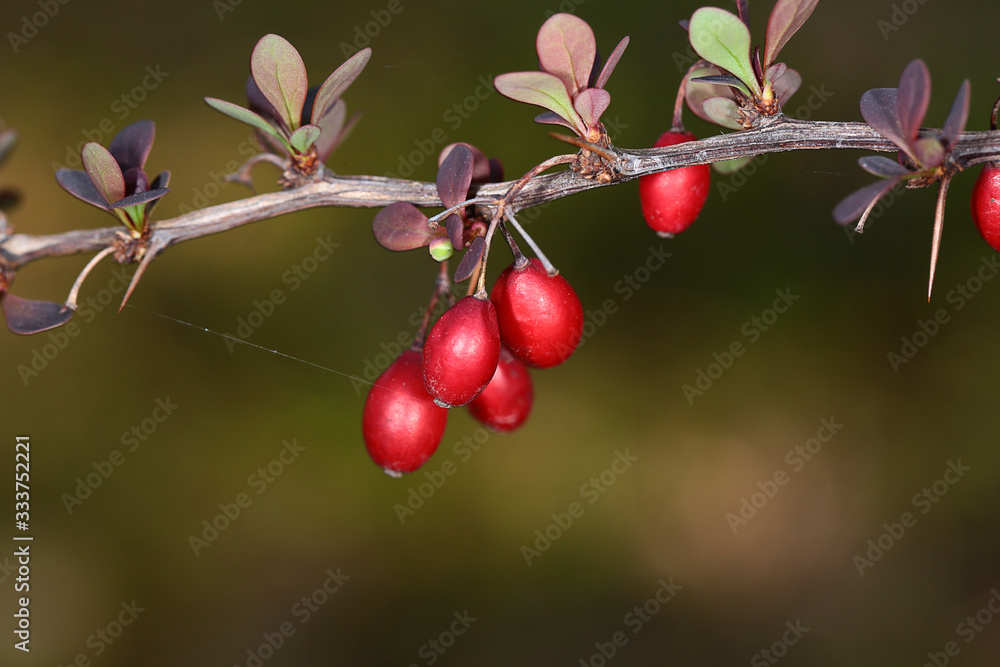 On a small branch of decorative blooming leaves next to last year's red fruit.. On a small branch of decorative blooming leaves next to last year's red fruit..