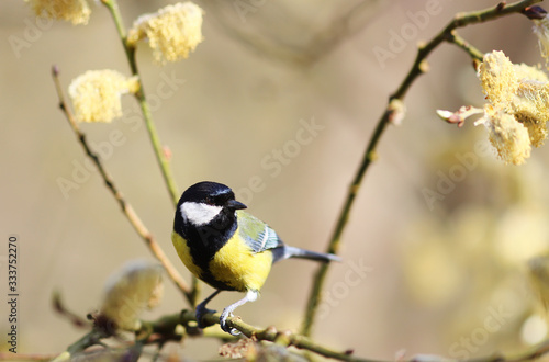 Tit on a spring branch of a blossoming willow