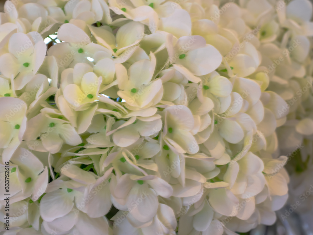Lovely white hydrangeas, background.