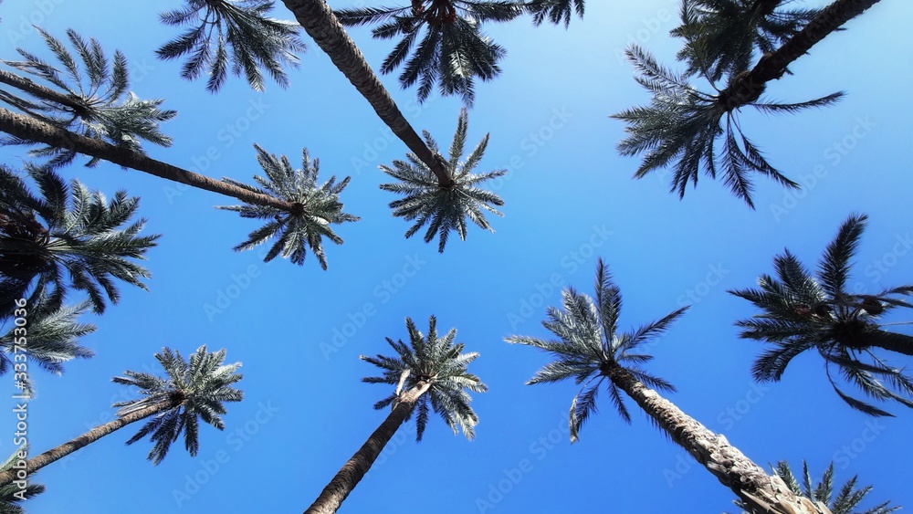 Palm tops made with fisheye lens .  A lot of palm trees against the blue sky