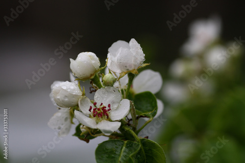 white blossom flowers of apple tree