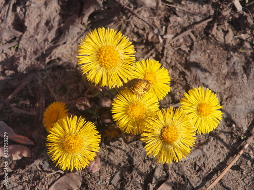 Yellow coltsfoot flowers bloom against the background of dry last year's grass. Buds of the first spring flowers.