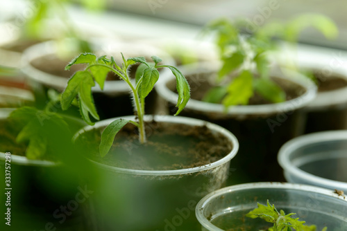 Young Seedling. Young seedlings growing on windowsill in plastic cup. New plants for planting in the garden. Sprouts of vegetables. Tomatoes, cucumbers, pumpkin and other crops.