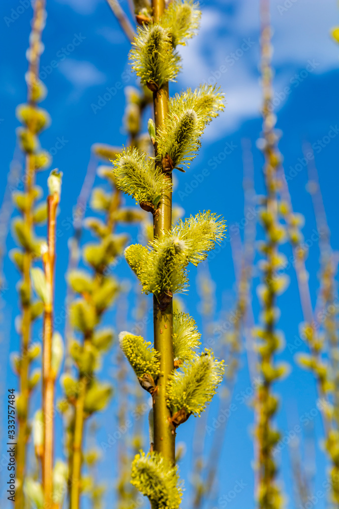 Announcing the arrival of spring and the symbol of Easter - male catkins on a willow (Salix sp.) Announcing the arrival of spring and the symbol of Easter - male catkins on a willow (Salix sp.)