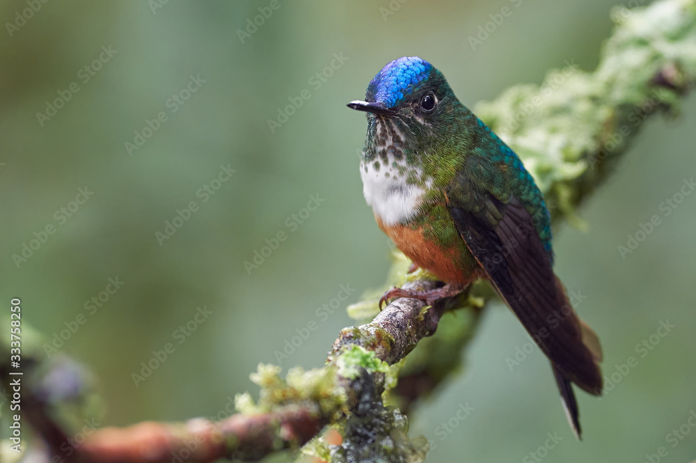 Fototapeta premium Hummingbird resting on a branch with moss