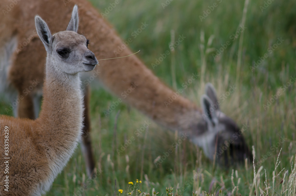 Guanacos Lama guanicoe eating with cub in the foreground.