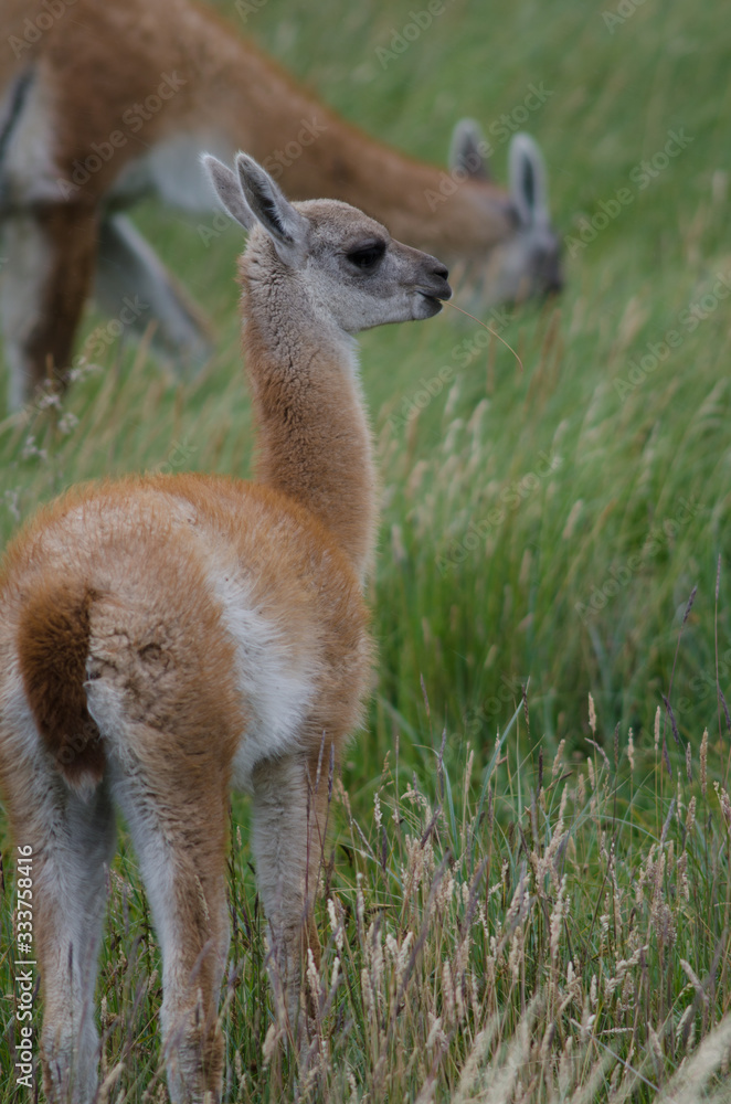 Cub of Guanaco Lama guanicoe eating in a meadow. Cub of Guanaco Lama guanicoe eating in a meadow.