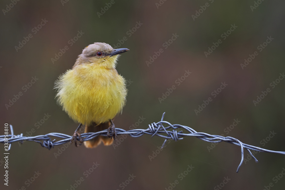 Obraz premium Flycatcher perched on a barbed wire