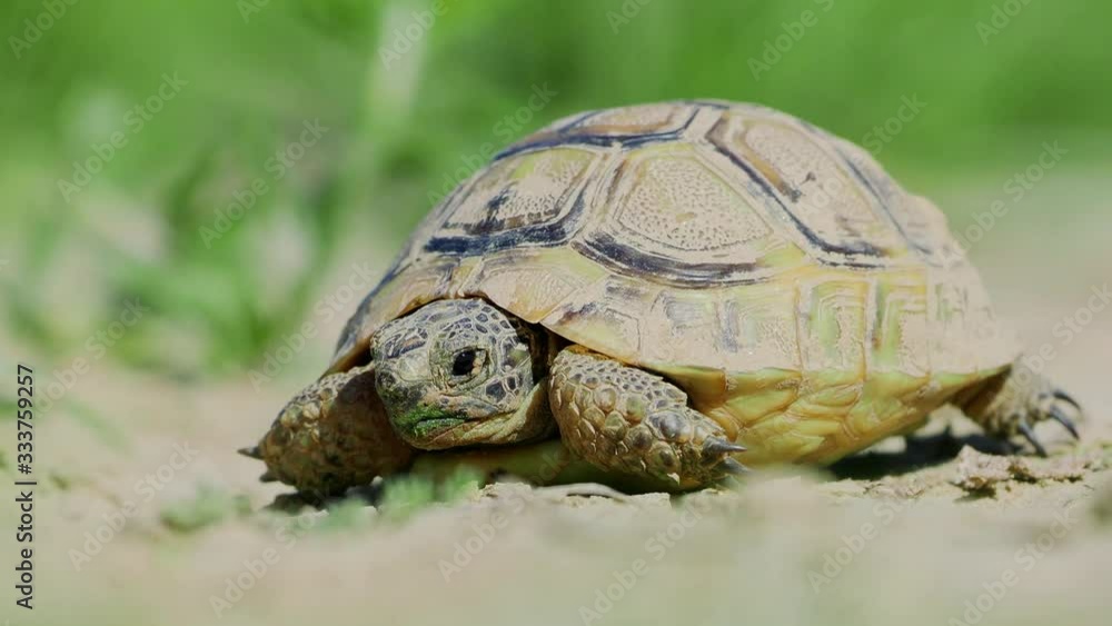 Spur thighed turtle (Testudo graeca) in natural habitat Spur thighed turtle (Testudo graeca) in natural habitat