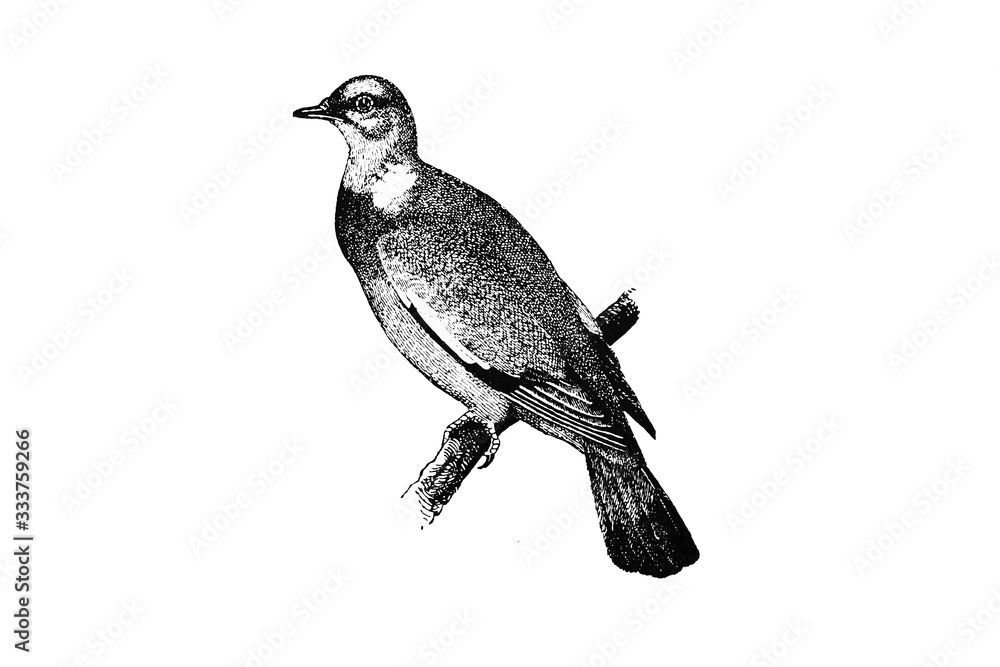 Fototapeta premium PIGEON (Palumbus torquatus) - Vintage Engraved Illustration 1889