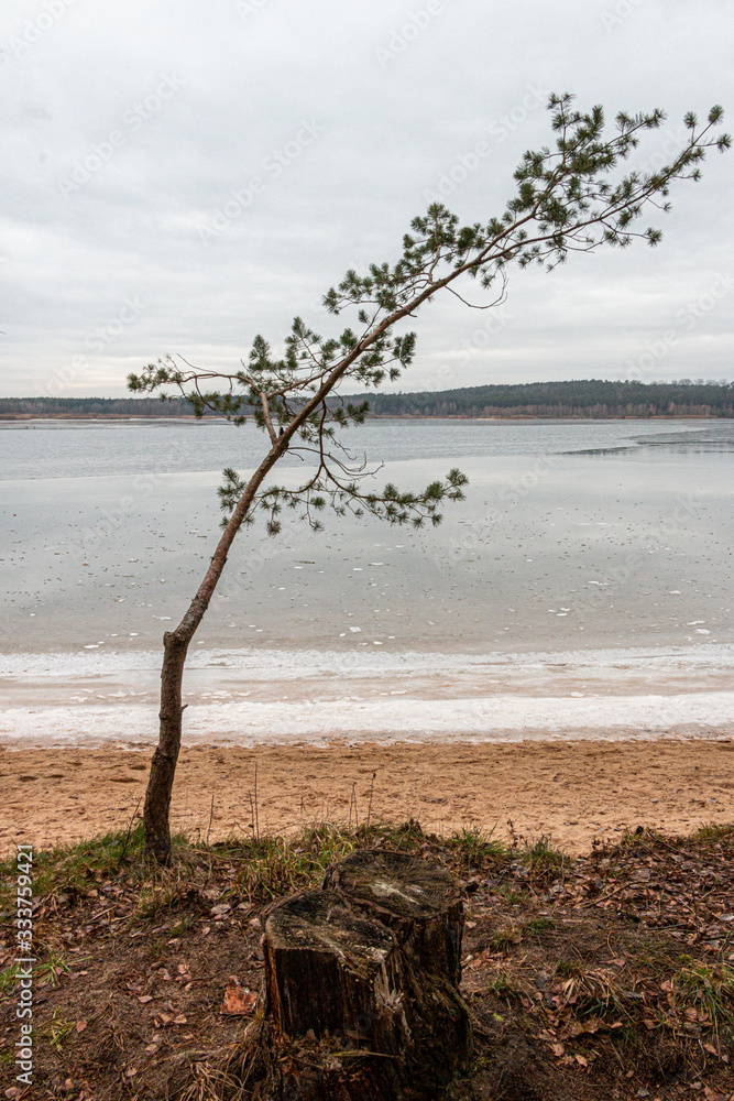 Schiefer Baum vor einem Seeufer, im Hintergrund ein See, am Uferrand ist Eis zu erkennen