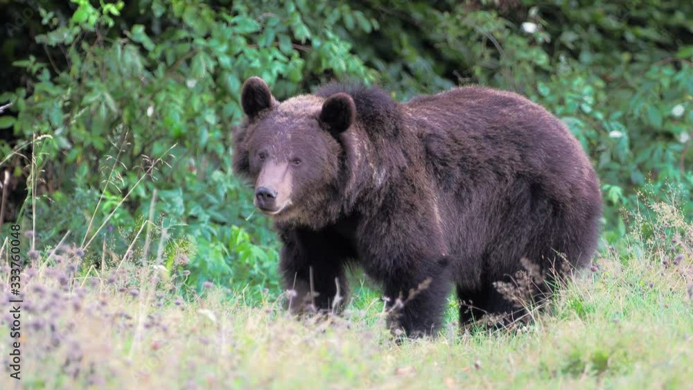 Eurasian brown bear (Ursus arctos arctos), also known as the European brown bear Eurasian brown bear (Ursus arctos arctos), also known as the European brown bear