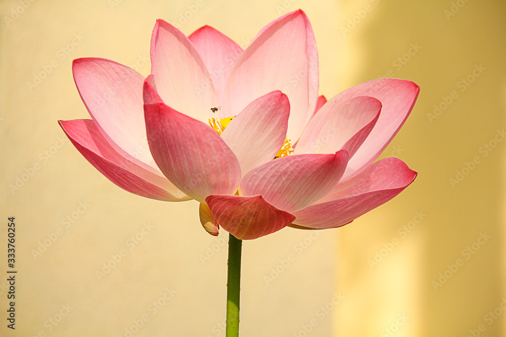 Fototapeta premium The lotus