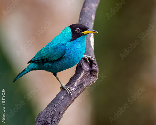 Cyan bird perched on a vertical branch