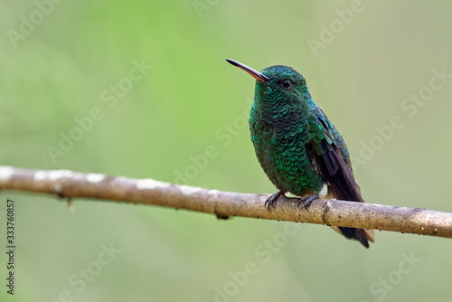 Blue-tailed hummingbird perched on a branch
