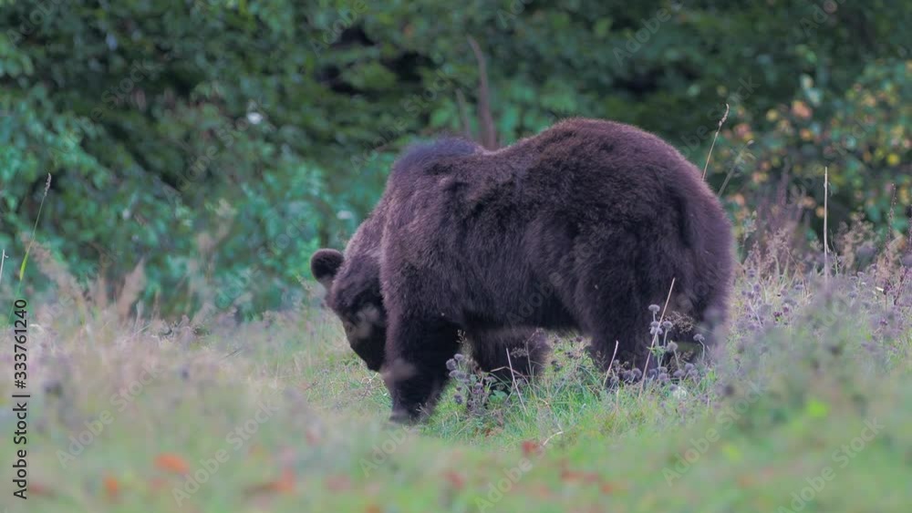 Eurasian brown bear (Ursus arctos arctos), also known as the European brown bear Eurasian brown bear (Ursus arctos arctos), also known as the European brown bear