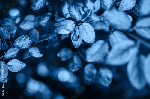 Close-up view of tree branches in trendy classic blue color. Copy space. Toned and contrasting background. Template for design. © Алла Морозова