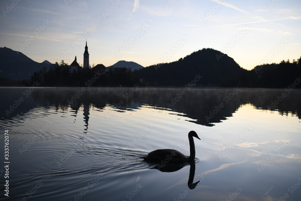swan on lake swan on lake