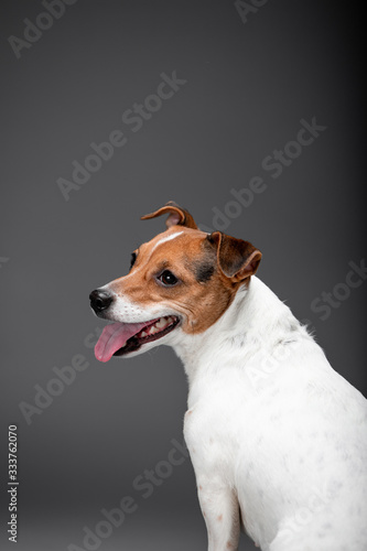 Fototapeta Naklejka Na Ścianę i Meble -  Beautiful dog Jack Russell Terrier on the backgrounds