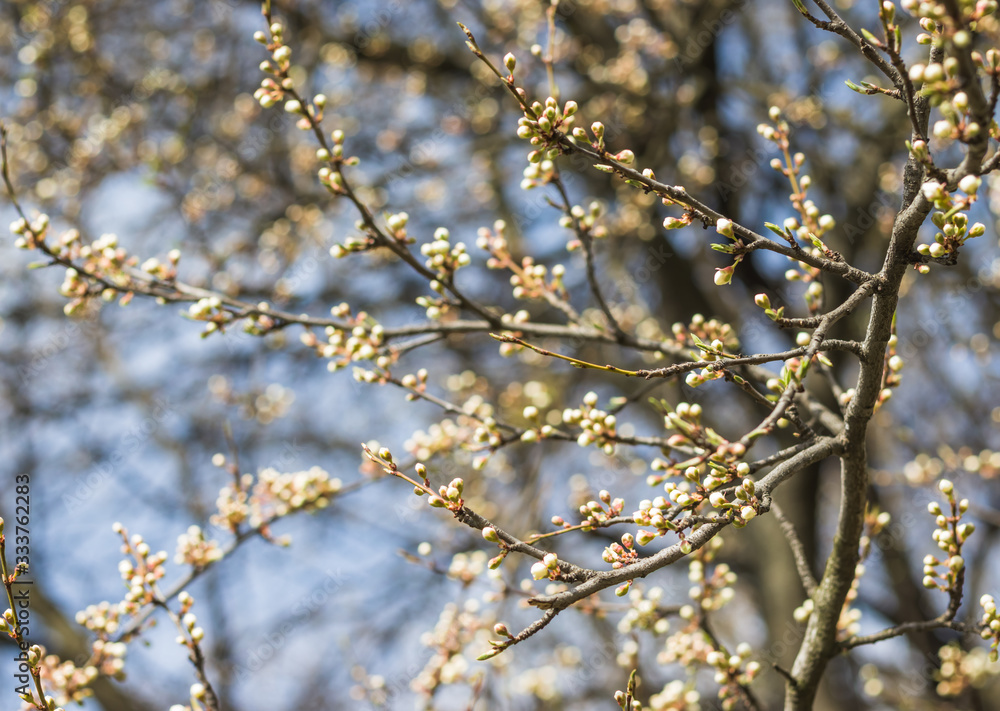 Flowering tree covered with flowers, buds, buds and leaves. Blue sky on the background. White Cherry Blossoms Flowering tree covered with flowers, buds, buds and leaves. Blue sky on the background. White Cherry Blossoms