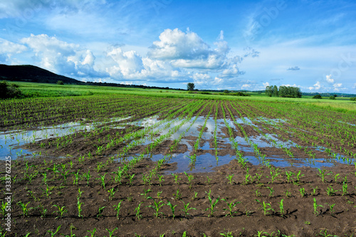 Young corn field after heavy late spring rain