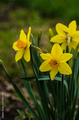 daffodils in garden © Kurt