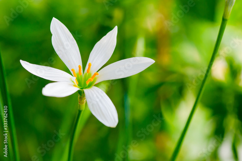 Little delicate white flowers blossom on blurred green grass background , soft focus macro,spring natural floral backdrop, summer season nature . Close-up.
