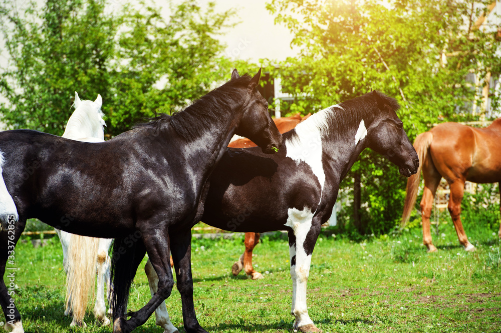 Portrait of beautiful horse in summer Portrait of beautiful horse in summer