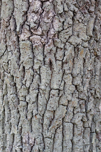 Pedunculate oak bark Quercus robur