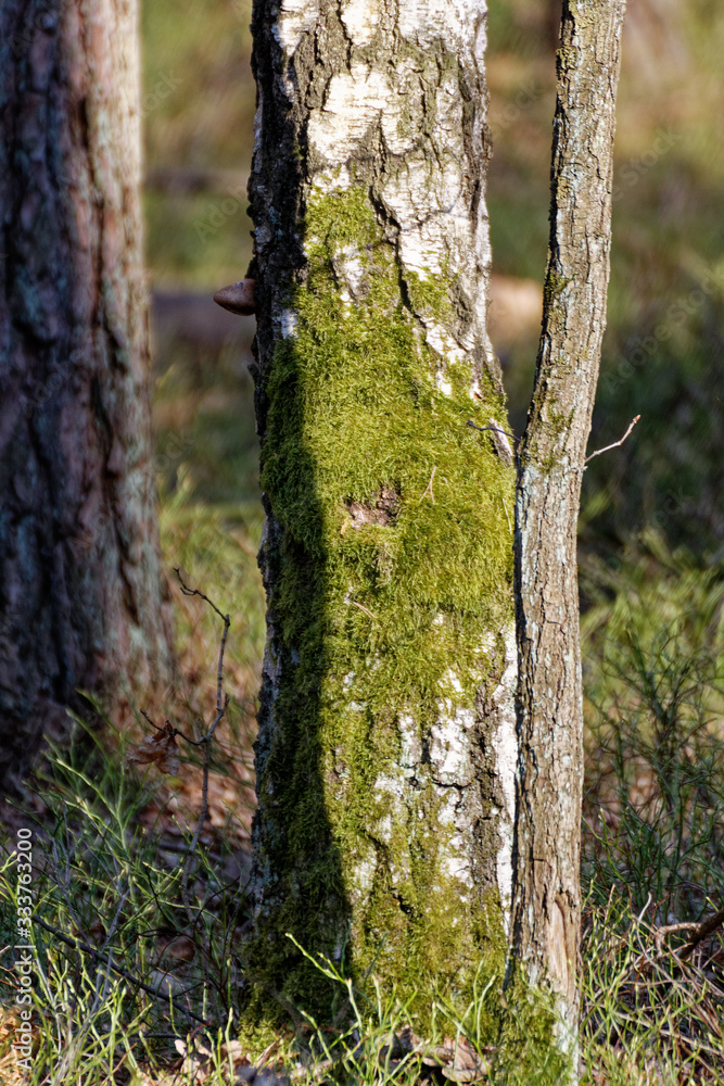 Obraz premium moss on a tree trunk